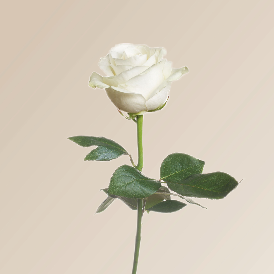 white rose 