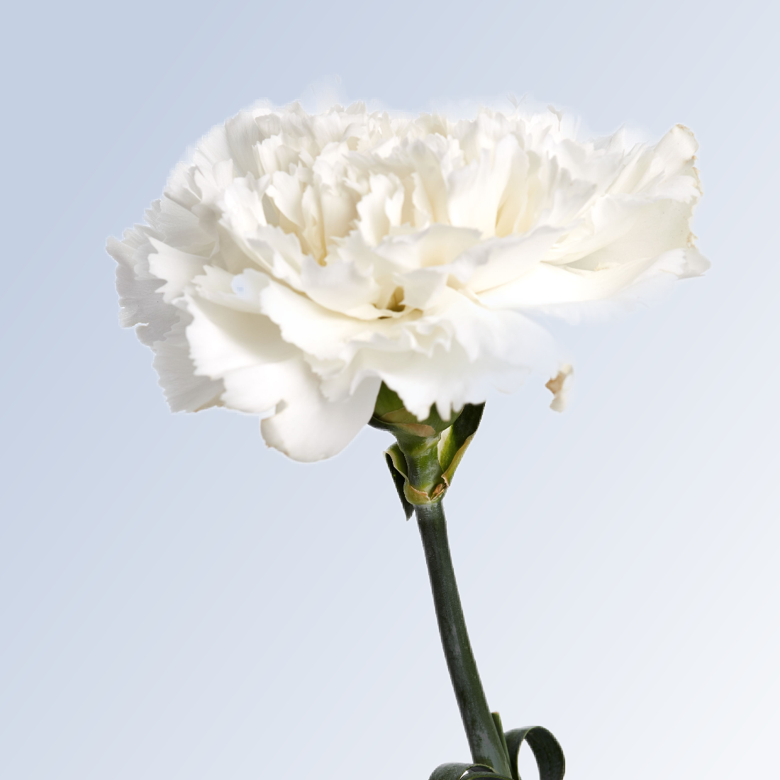 carnation