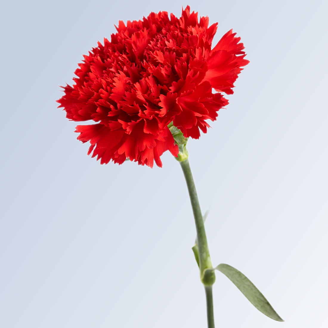 Red carnation